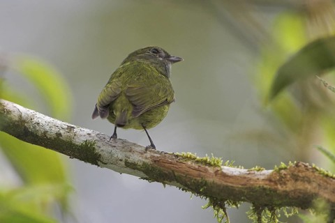 White-ruffed Manakin (Corapipo altera) female, Costa Rica