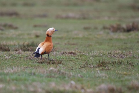 Ruddy Shelduck (Tadorna ferruginea), North Rhine-Westphalia, Germany