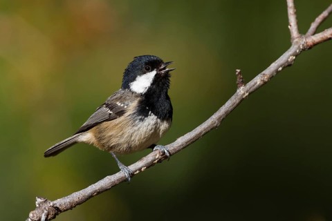 Cyprus Coal Tit (Periparus ater cypriotes) singing, Cyprus