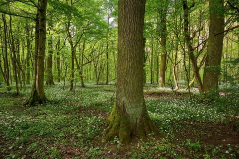 Light-flooded forest with green leaves and blooming wild garlic on the forest floor in spring,