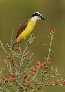 Great Kiskadee (Pitangus sulphuratus), Texas, USA