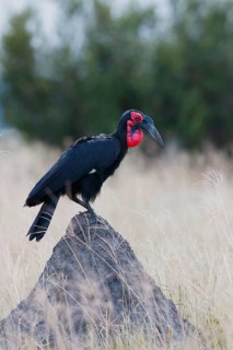 Southern Ground Hornbill, Bucorvus leadbeateri, Botswana, Chobe NP