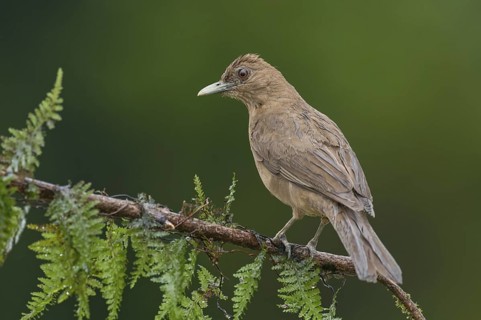 Clay-colored Thrush (Turdus grayi), Costa Rica