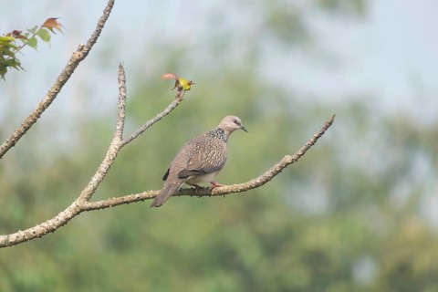 Spotted dove or eastern spotted dove (Spilopelia chinensis) on a tree branch, Sreepur, Gazipur,