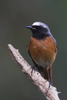 Common Redstart (Phoenicurus phoenicurus) male, Baden-Wuerttemberg, Germany