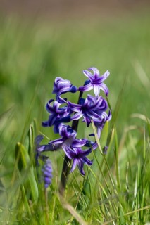 Purple hyacinths blooming in a spring meadow, colorful seasonal flowers as a sign of early spring.