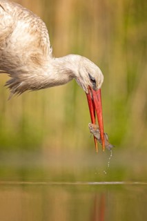 White Stork (Ciconia ciconia) with a small fish prey in its beak, Kiskunsag National Park, Hungary