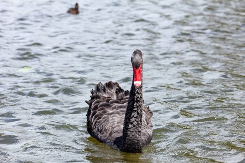 Black Swan (Cygnus atratus), Rotorua, Lake, New Zealand