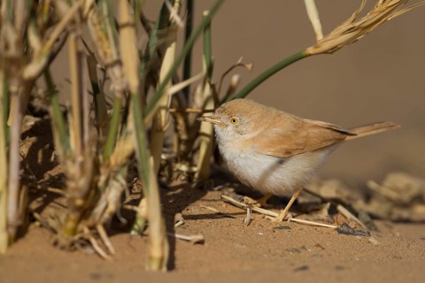 African Desert Warbler - Saharagrasmücke - Sylvia deserti, Morocco