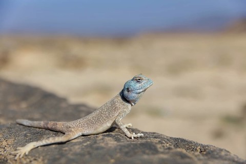(Pseudotrapelus dhofarensis), Dhofar Desert Agama, agama, lizard, reptile, rock, agama species in