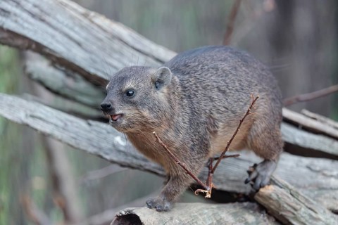 A rock hyrax (Procavia capensis) is sitting on rotting wood and eating a twig. Southern and Central