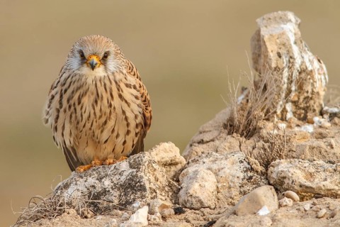 Lesser Kestrel (Falco naumanni), female resting, Castile-La Mancha, Spain