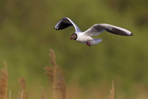 Black-headed Gull (Chroicocephalus ridibundus) flying, Baden-Wuerttemberg, Germany