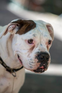 Close-up of a white dog with brown spots and expressive eyes, breed American Bulldog, Provence,