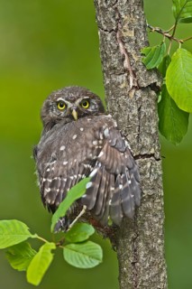 Eurasian Pygmy Owl (Glaucidium passerinum) juvenile, Bavaria, Germany