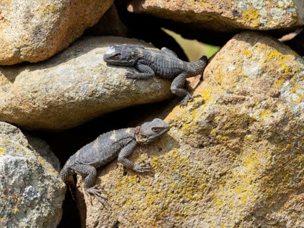 Hardun, stellion (Laudakia stellio), lizard, family of agamas, two animals, Lesbos, island of