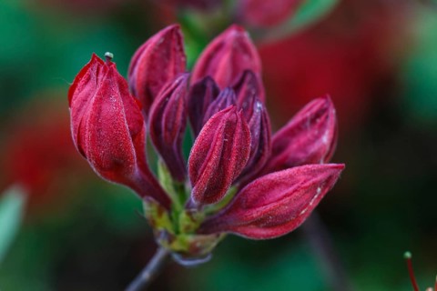Rhododendron (azalea) buds of purple color in the spring garden. Closeup. Blurred background