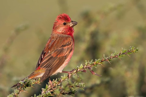 Common Rosefinch - Karmingimpel - Carpodacus erythrinus ssp. ferghanensis, Kyrgyzstan, adult male