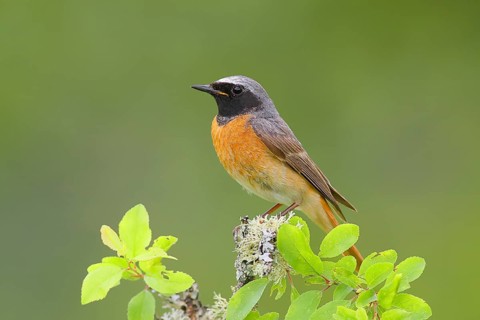 Common redstart (Phoenicurus phoenicurus), male on perch, songbird, wildlife, Neunkirchen im