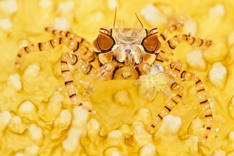 Boxerkrabbe, Lybia tessellata Boxercrab, Lybia tessellata