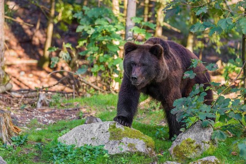 A young male Eurasian brown bear (Ursus arctos arctos) stands on a forest edge behind green
