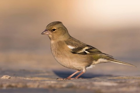 Chaffinch - Buchfink - Fringilla coelebs ssp. coelebs, Spain, female