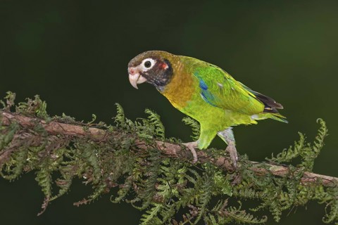 Brown-hooded Parrot (Pyrilia haematotis), Costa Rica