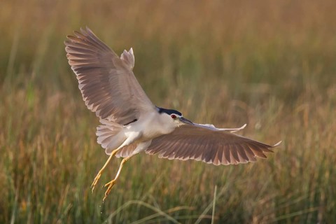 Black-crowned Night Heron (Nycticorax nycticorax) flying, Mallorca, Spain