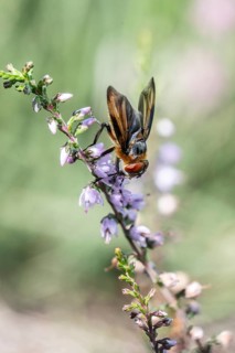 Shiny wedge-spotted hoverfly (Eristalis rupium), Emsland, Lower Saxony, Germany
