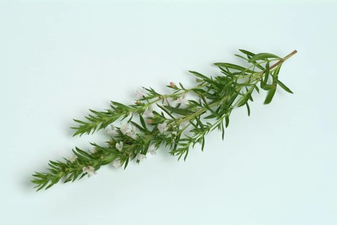 Summer savory (Satureja hortensis), also garden savory, true savory, pepperwort, family of the