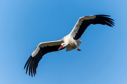 An elegantly flying stork with curved wings against a blue sky, White Stork (Ciconia ciconia),