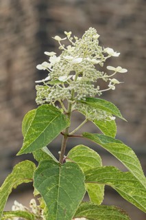 Panicle hydrangea (Hydrangea paniculata 'Shikoku Flash'), RHS Bridgewater, Great Britain