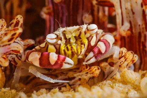 Zylinderrosen-Schwimmkrabbe, Lissocarcinus laevis Swimmer Crab, Lissocarcinus laevis