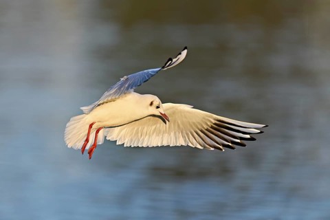 Black-headed Black-headed Gull (Larus ridibundus), in flight, Lake Zug, Canton Zug, Switzerland