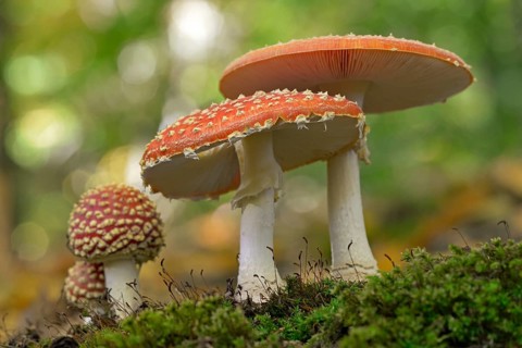 Fly agaric (Amanita muscaria), small and large fruiting bodies, North Rhine-Westphalia, Germany