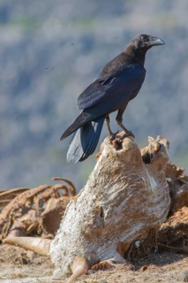 Northern Raven (Corvus corax) perched on the head of a skeletonized cow, Uvac, Serbia