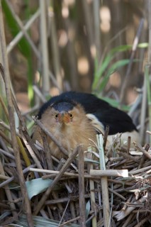 Little Bittern (Ixobrychus minutus) male at nest, Nizhegorodskaya, Russia