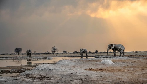 African elephant (Loxodonta africana), three elephants drinking at a waterhole, dramatic clouds at