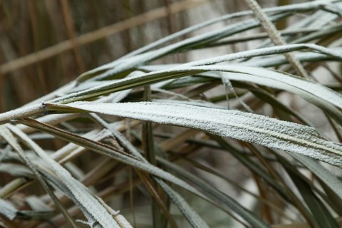 Grass covered with hoarfrost. Abstract floral background, garden and winter concept. Frost texture,