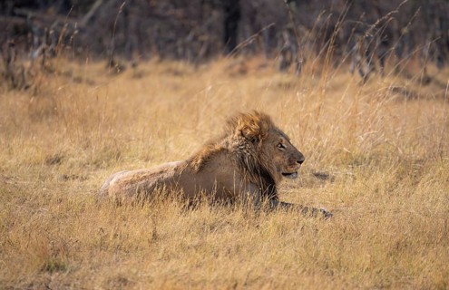 Lion (Panthera leo), adult male, lying in dry grass, Khwai, Okavango Delta, Moremi Game Reserve,