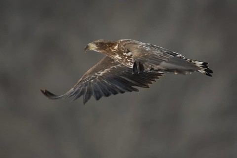 White-tailed Eagle (Haliaeetus albicilla) flying, Hokkaido, Japan
