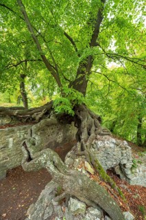 Old gnarled lime tree grows on the walls of a castle ruin, exposed roots form a gate, Lauenburg,