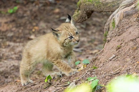 Eurasian lynx (Lynx lynx) cub (youngster) in a forest, Bavaria, Germany