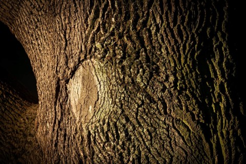 Oak trunk (Quercus robur), Natural History Museum Stuttgart, Rosenstein Castle, Rosenstein Park,