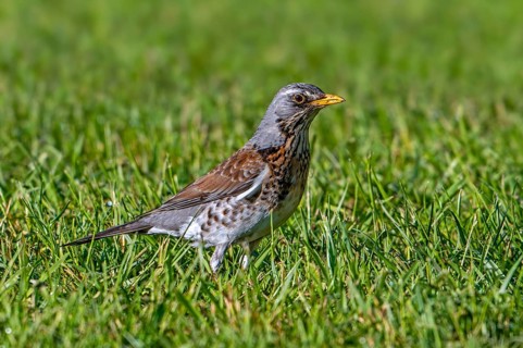 Fieldfare (Turdus pilaris) adult foraging in grassland, meadow