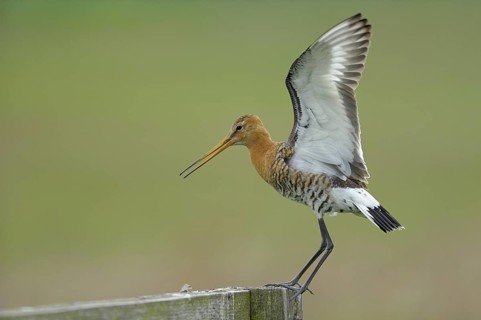 Uferschnepfe (Limosa limosa), Black-tailed Godwit, landender Altvogel auf Sitzwarte, Mai, Nijkerk,