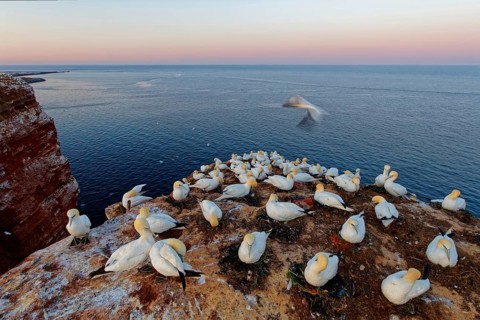 Northern Gannet (Morus bassanus) colony, Schleswig-Holstein, Germany