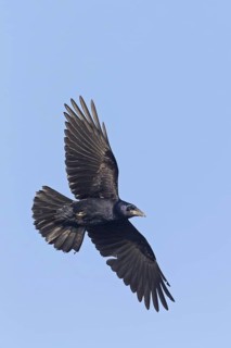 Rook, (Corvus frugilegus), animals, birds, crows, raven family, flight photo, motorway service area