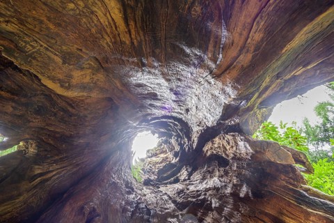 An ancient larch (Larix decidua) hollow inside, Ulten, South Tyrol, Italy