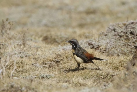 Drakensberg Rockjumper (Chaetops aurantius), Natal, South Africa
